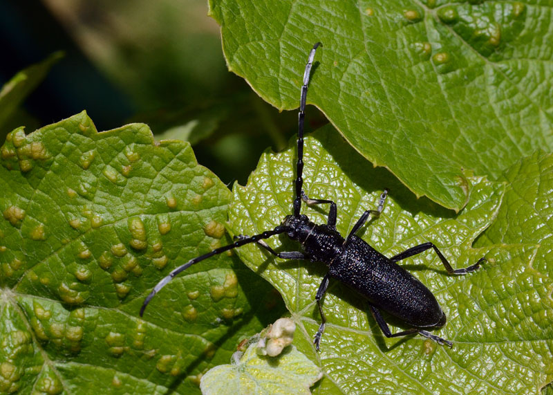 Cerambyx scopolii, Agapanthia villosoviridescens,A. violacea